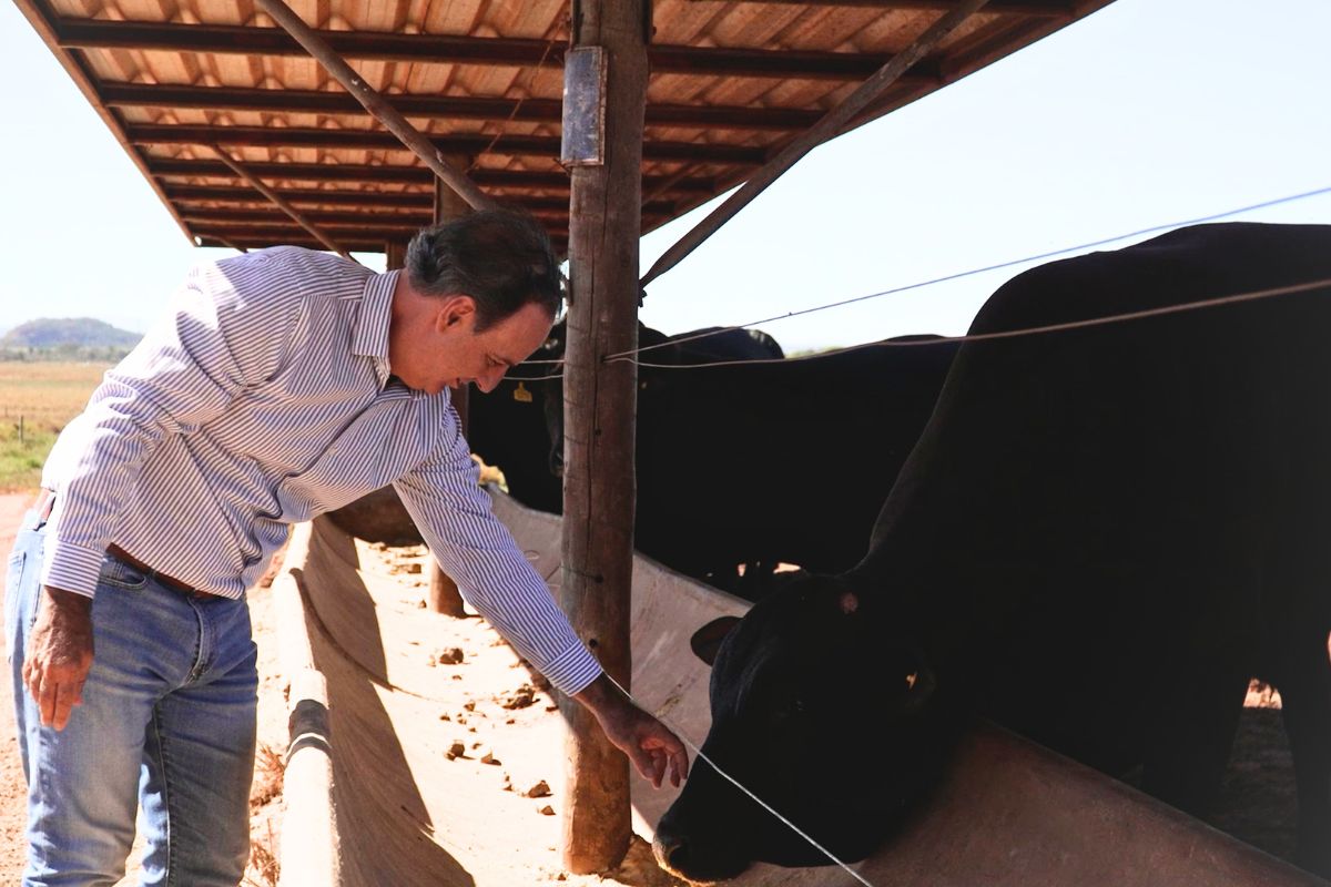Pecuária de Mato Grosso lidera crédito verde no país com aporte