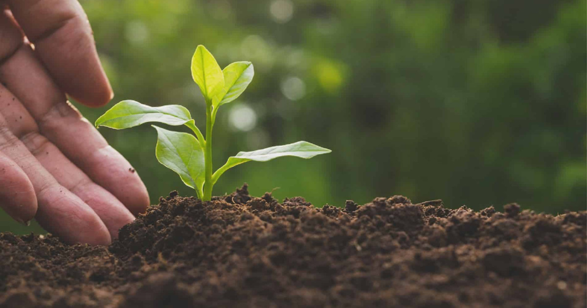 Pl PLANTIO DA SOJA EM MT SUPERA 60% DA ÁREA PREVISTA