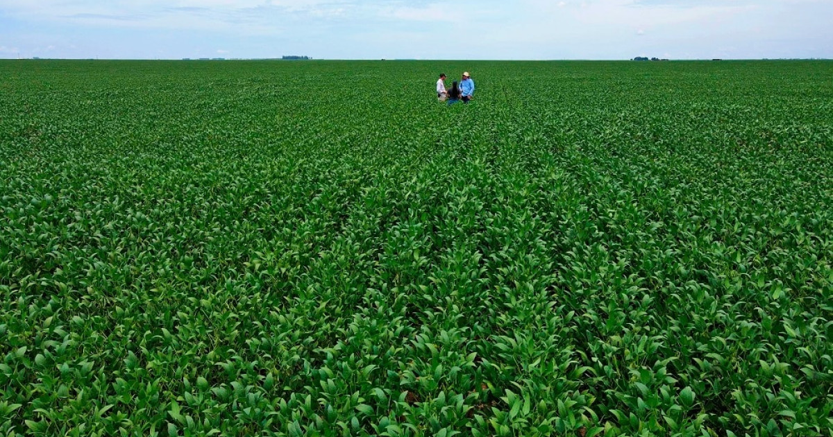 Plantio de soja atinge 51% da área prevista em Mato Grosso