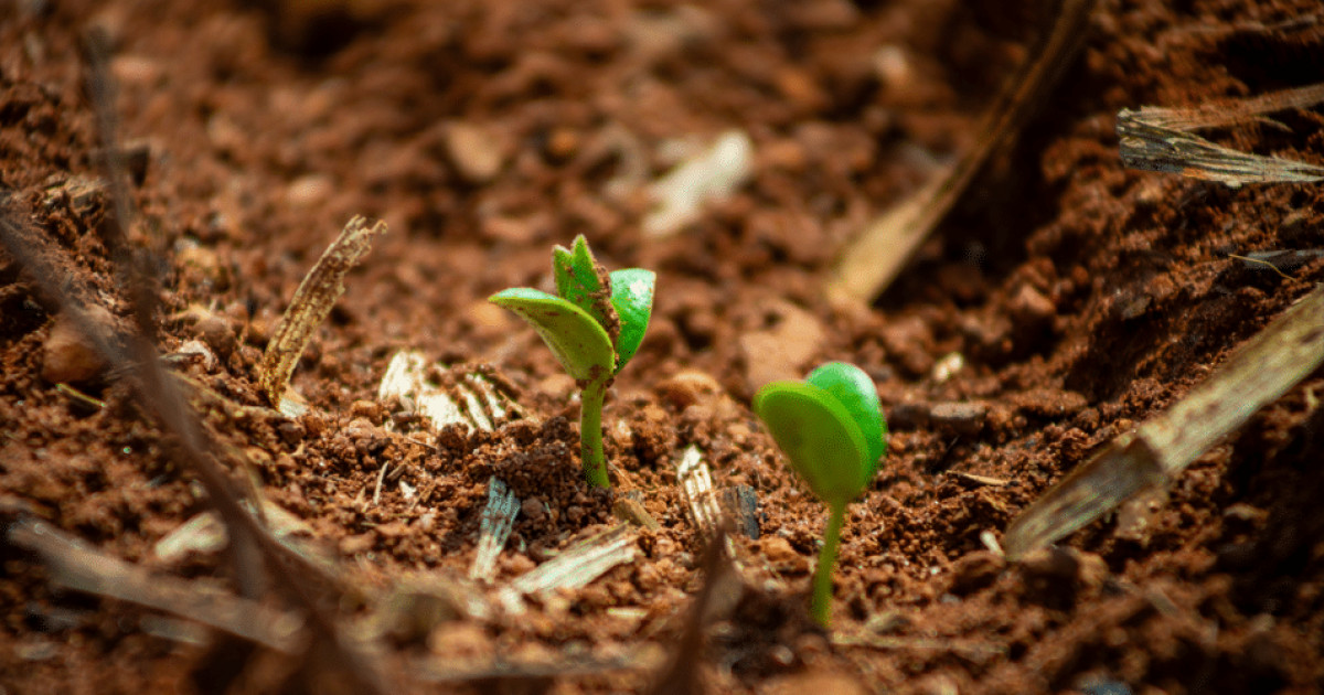 Plantio de soja atrasa em Mato Grosso devido ao clima no estado