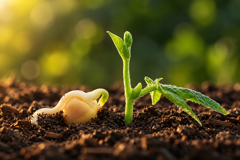 Plantio de soja em Mato Grosso exige cautela após chuvas