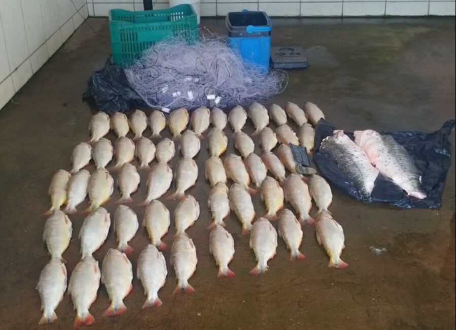 PM apreende 52 piraputangas em MT