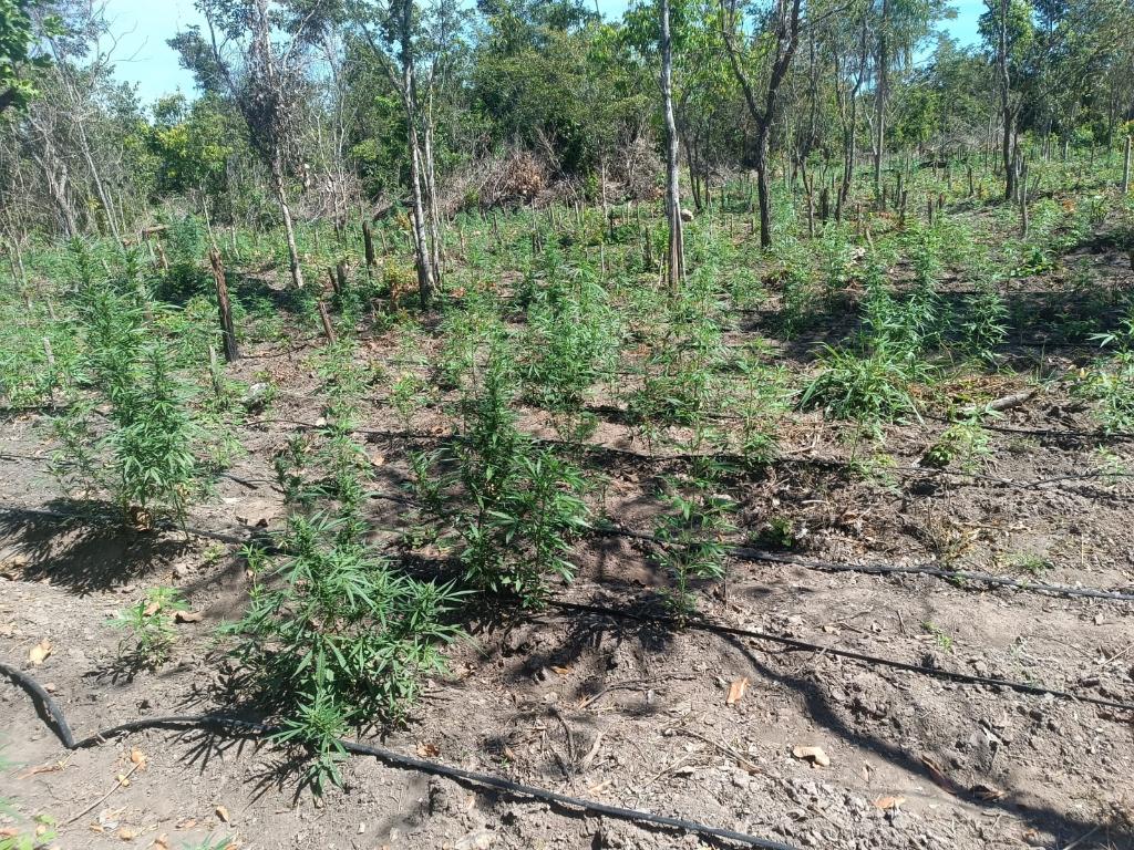PM encontra 5 mil pés de maconha em fazenda de MT