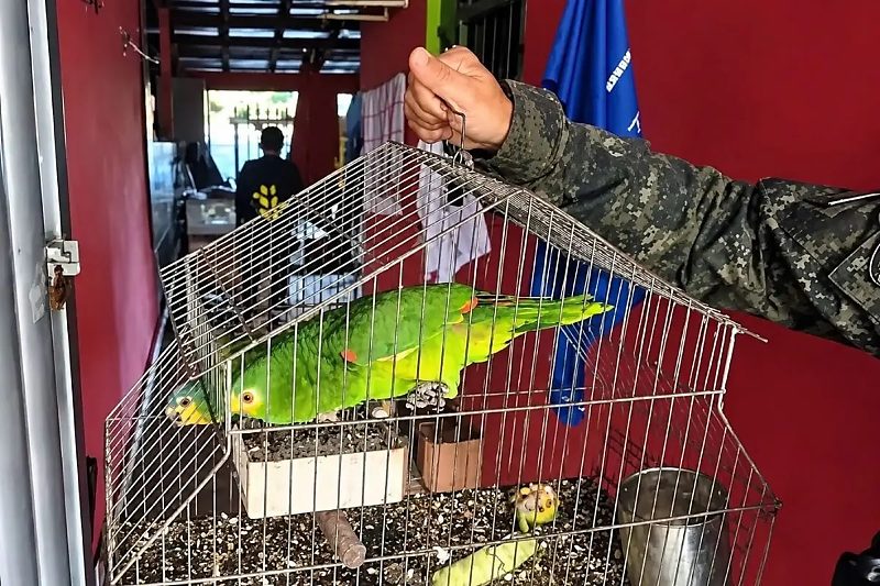 Polícia apreende papagaios silvestres em Poxoréu