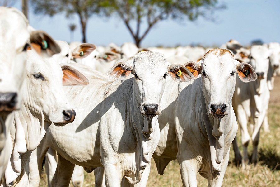 Prazo para emitir GTA em Mato Grosso termina nesta quinta-feira