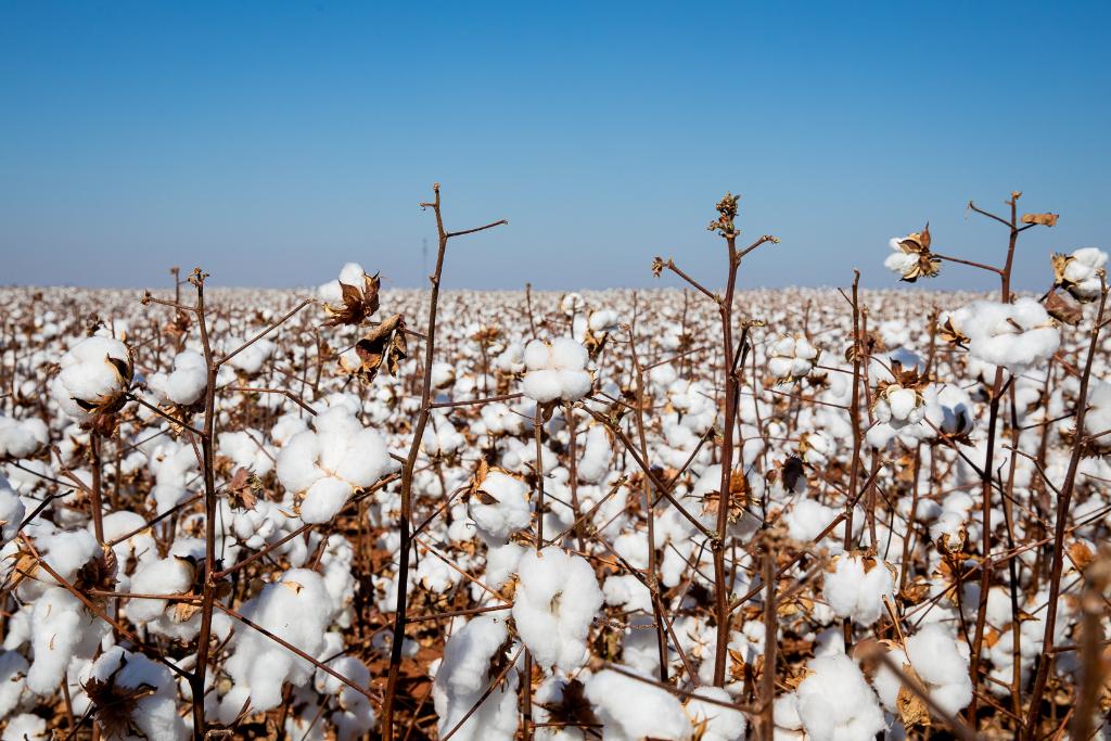 Produtividade de algodão pode bater recorde histórico em Mato Grosso