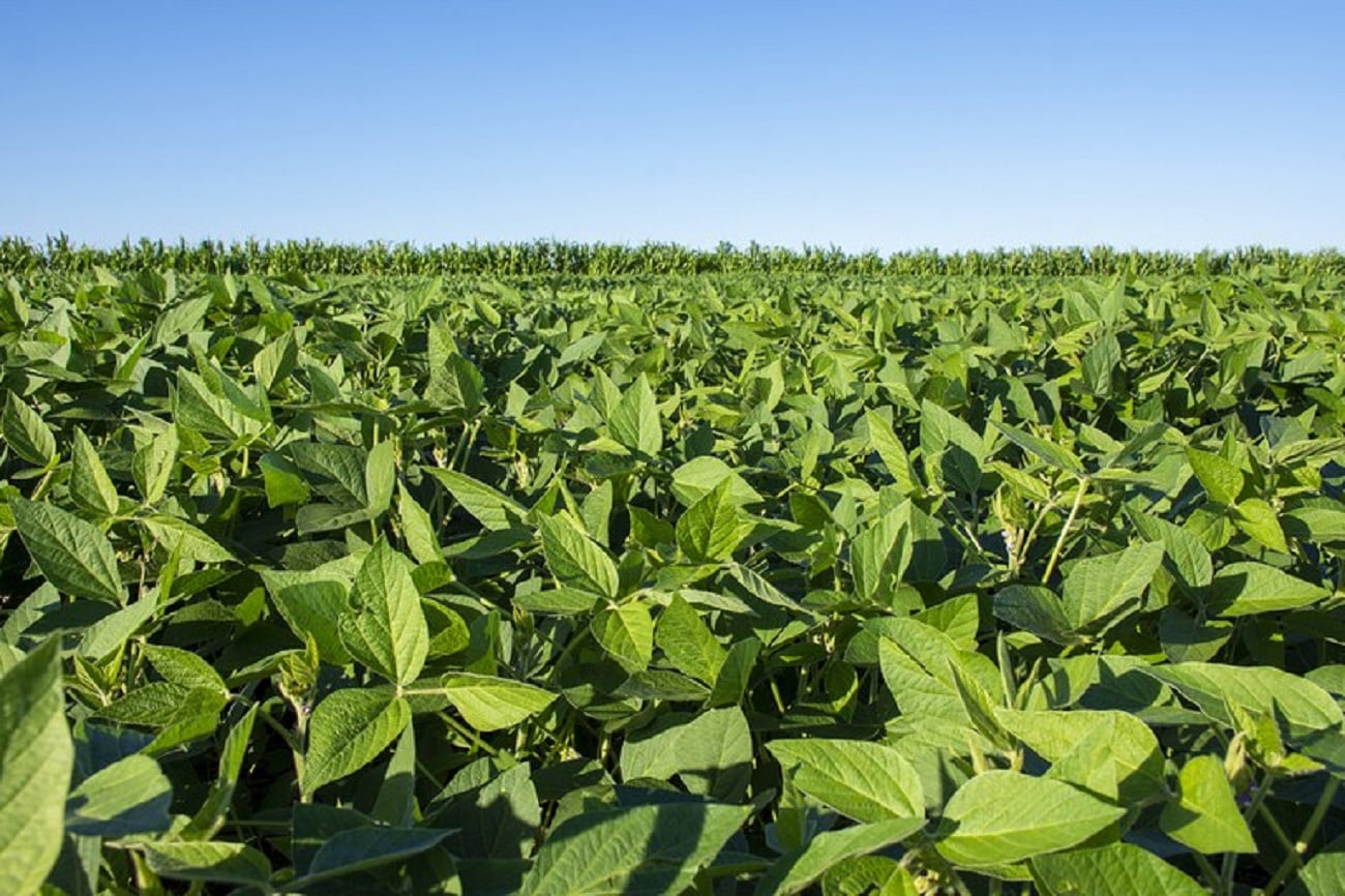 Produtores rurais cobram efetivação de dívidas em Mato Grosso
