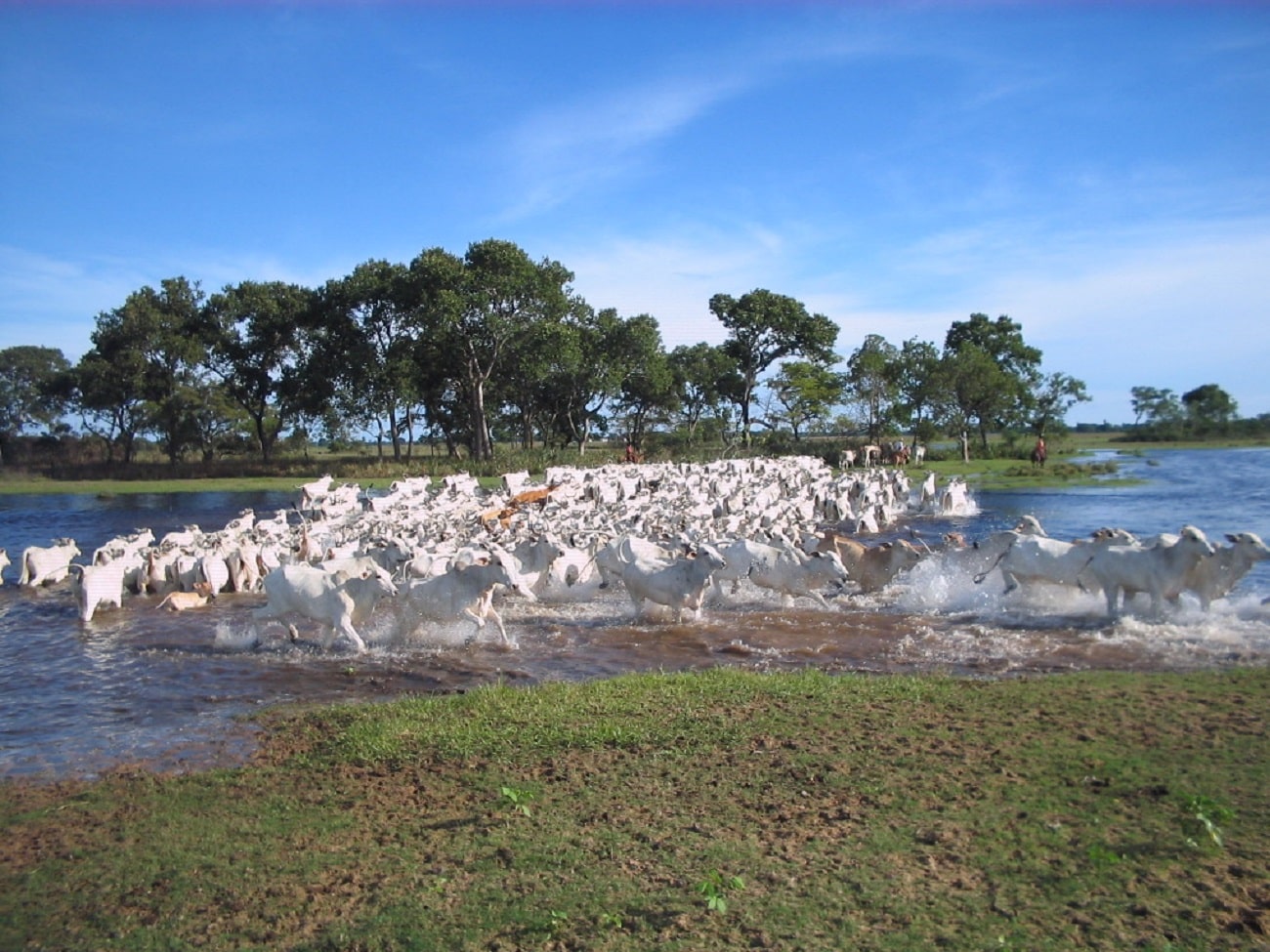 Projeto aproxima pecuaristas e reúne 350 produtores em Mato Grosso