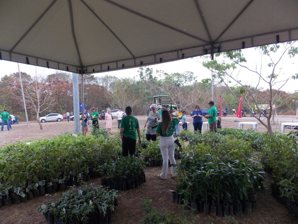 Projeto em Rondonópolis distribuirá 6 mil mudas de árvores