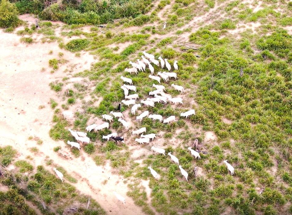 Queda no abate de fêmeas reduz pecuária em Mato Grosso