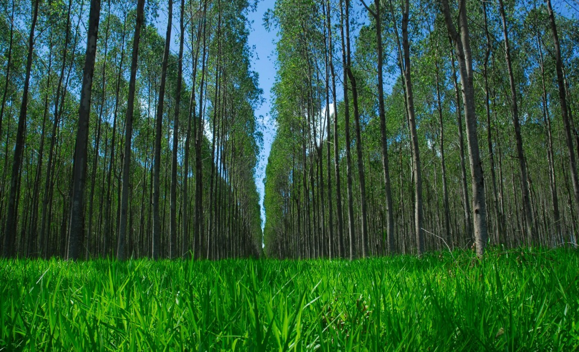 Quinze agroindústrias de MT são alvo de apuração sobre biomassa