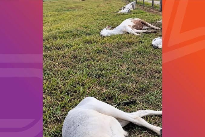 Raio mata 11 vacas e temporal causa estragos em Vila Bela