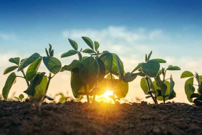 Renegociação de dívida no agro em Mato Grosso