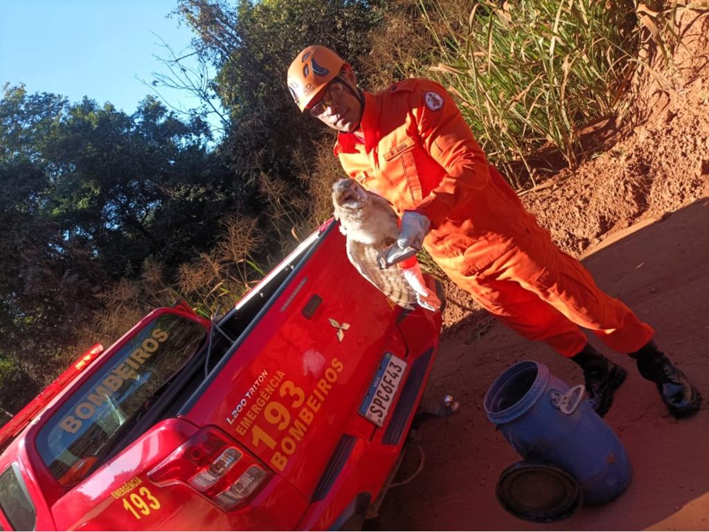 Resgate de animais mobiliza bombeiros em Primavera