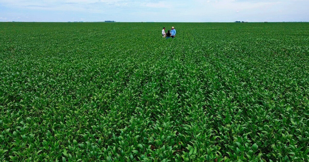 Safra 2026/27 de soja avança em Mato Grosso e supera 50% da área