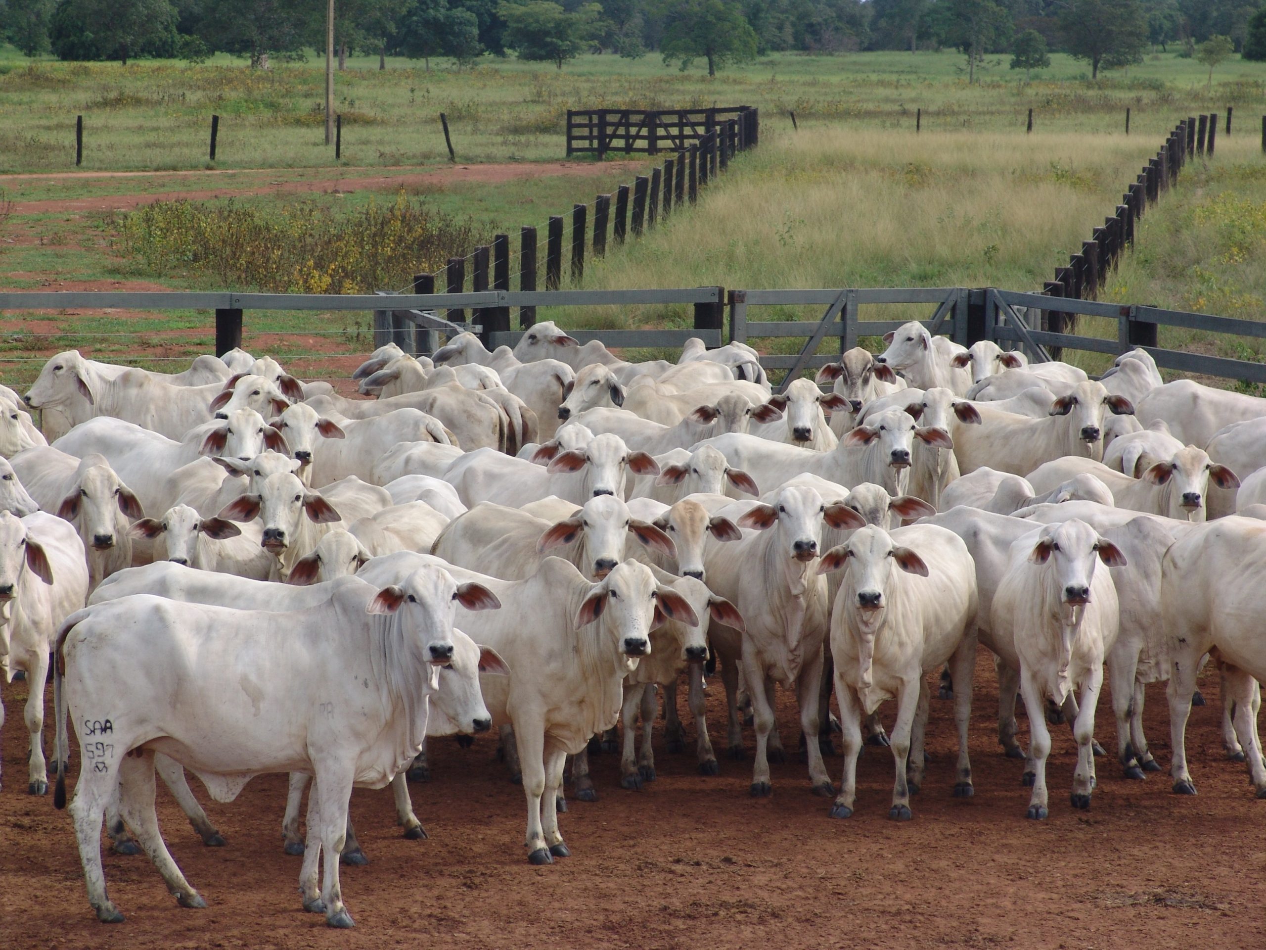 Senado articula barreiras contra exigências da UE na carne em MT