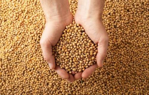 Soja em Chicago impulsiona safras em Mato Grosso