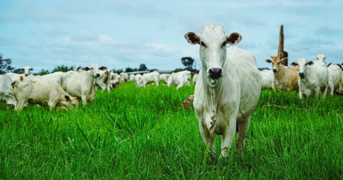 Vacinas contra clostridioses reforçam pecuária de Mato Grosso
