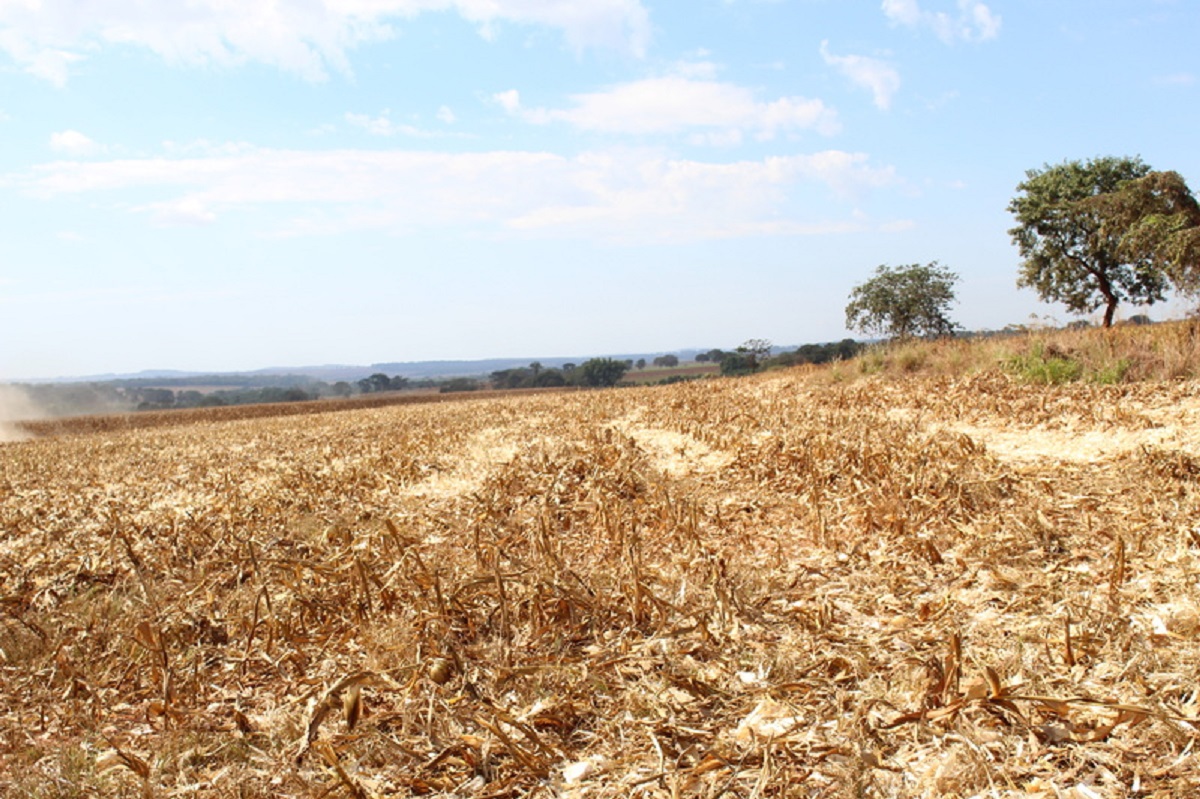 Vazio sanitário e planejamento estratégico definem a próxima safra em MT